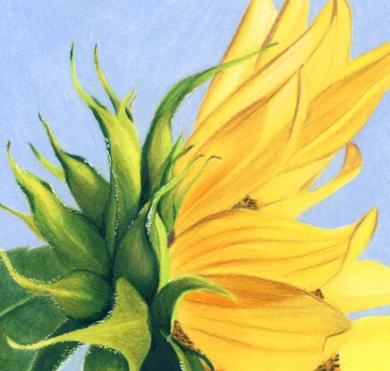 yellow sunflower green leaves blue sky