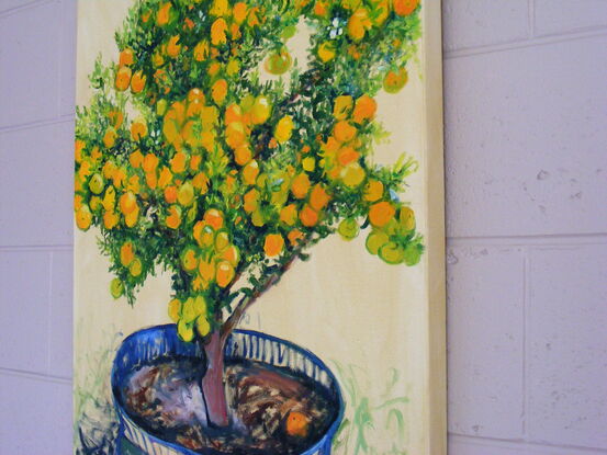 A fruiting Cumquat tree in a pot.