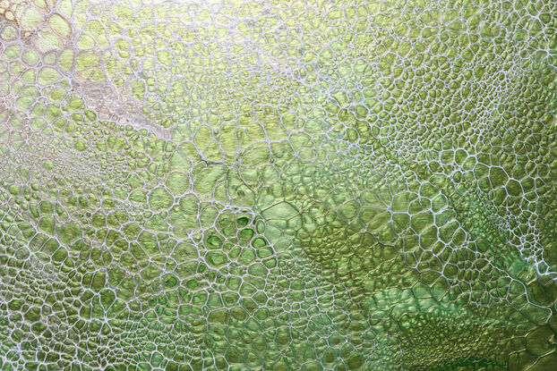 ABSTRACT painting that gives the impression of soothing ocean waves lapping in to soft sandy beach with slow easy waves creating crests of white..  The intricate mosaic pattern within the tonal jade green hues  plus the glimmering metallics adds added interest and intrigue like soft waves gathering in at shore.
The closer you get to the painting the more of the interesting details and patterns you can see. Metallics add an extra depth because the painting changes personality when one views from different angles.
although it is an impressionistic abstract, it still has a sense of motion of waves moving and frothing white shoreline