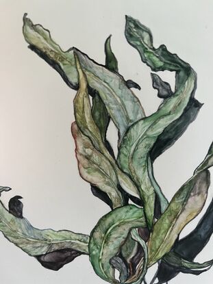 A minimalist impressionist watercolour of a cluster of eucalyptus/gum leaves casting a dramatic shadow. The shapes formed by the leaves and shadows are reminiscent of a bird taking flight.