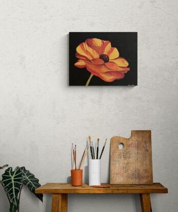 Vibrant orange Ranunculus flower against black background