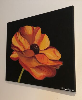 Vibrant orange Ranunculus flower against black background