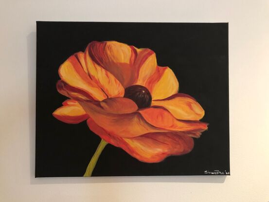 Vibrant orange Ranunculus flower against black background