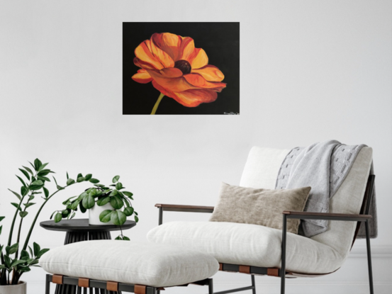 Vibrant orange Ranunculus flower against black background