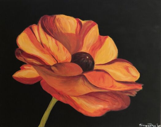 Vibrant orange Ranunculus flower against black background