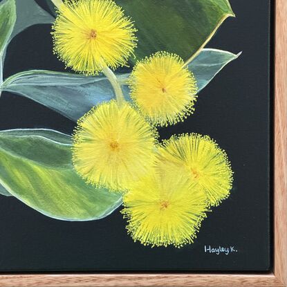 Happy yellow wattle with furry silver green leaves