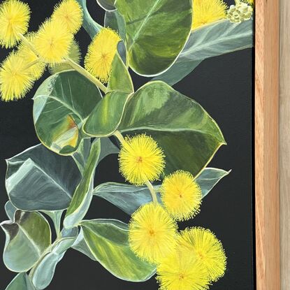 Happy yellow wattle with furry silver green leaves