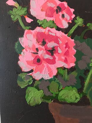 A terracotta pot sits in the centre of frame and in it is a pink geranium plant with big clusters of blooms sitting above scalloped edge mid green leaves, the background is a deep brown.black