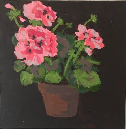 A terracotta pot sits in the centre of frame and in it is a pink geranium plant with big clusters of blooms sitting above scalloped edge mid green leaves, the background is a deep brown.black