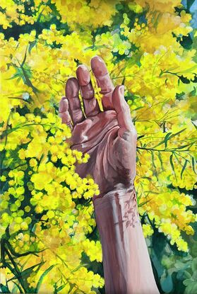 Human hand in vibrant golden yellow wattle blooming