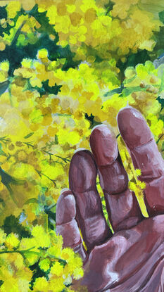 Human hand in vibrant golden yellow wattle blooming