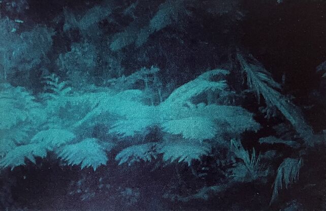 Printmaking on paper, dark black and deep emerald green, rich surface including transparency. Underwater ferns. Photographic etching. Nature print.