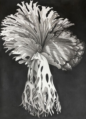 Charcoal drawing of a Staghorn Fern