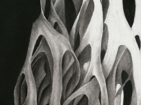 Charcoal drawing of a Staghorn Fern