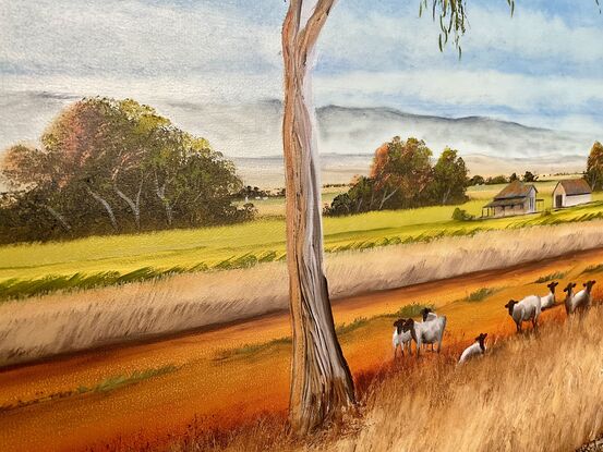 Australian farm landscape with sheep on the road