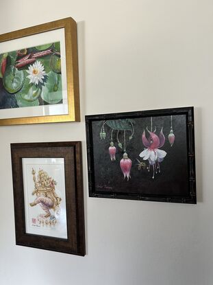 Pink and white fuchsia flowers and buds being visited by a bee