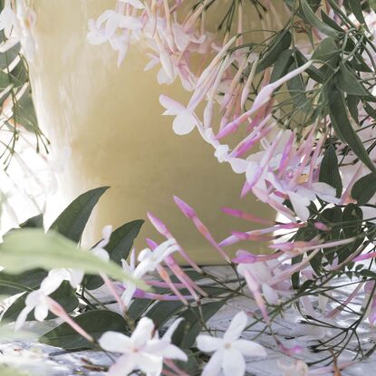 A vintage yellow ceramic jug is mostly in the right-hand half of the frame. It is side on with the lip facing inwards. It is outside but on a floor of old broken bathroom tiles. The background is out of focus but indicates a body of water and bush beyond. The jug is overflowing with jasmine. It spills out and falls all around. There is a lot of jasmine foliage with new bright buds in the middle and foreground of the left side of frame. The colours of the image are desaturated, except for the pinks of the jasmine stamen and the yellow jug.