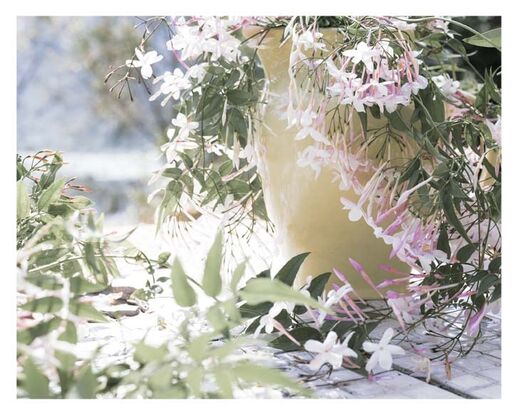 A vintage yellow ceramic jug is mostly in the right-hand half of the frame. It is side on with the lip facing inwards. It is outside but on a floor of old broken bathroom tiles. The background is out of focus but indicates a body of water and bush beyond. The jug is overflowing with jasmine. It spills out and falls all around. There is a lot of jasmine foliage with new bright buds in the middle and foreground of the left side of frame. The colours of the image are desaturated, except for the pinks of the jasmine stamen and the yellow jug.