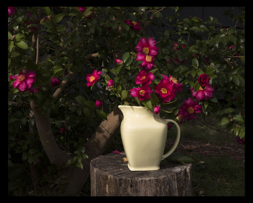 A generally dark image of dark green foliage and shadows, with yellow and rouge highlights. A log stands on its end underneath a camellia tree. A vintage yellow ceramic jug is on top of the log. Bright rouge camellias are bursting out of the jug, but it's impossible to know if they form part of the tree or have been cut and placed in the jug. One other camellia is at the left of frame, clearly part of the tree. Other buds can be spotted as small amounts of colour popping through the dark green foliage.
