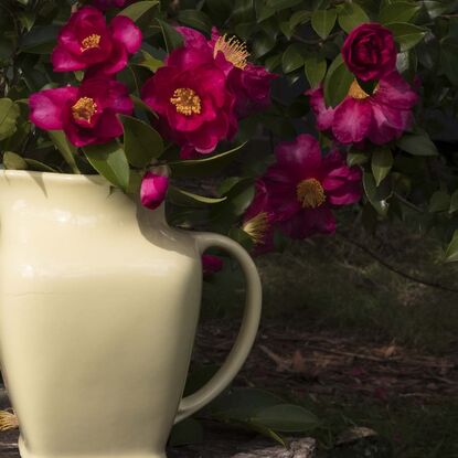 A generally dark image of dark green foliage and shadows, with yellow and rouge highlights. A log stands on its end underneath a camellia tree. A vintage yellow ceramic jug is on top of the log. Bright rouge camellias are bursting out of the jug, but it's impossible to know if they form part of the tree or have been cut and placed in the jug. One other camellia is at the left of frame, clearly part of the tree. Other buds can be spotted as small amounts of colour popping through the dark green foliage.
