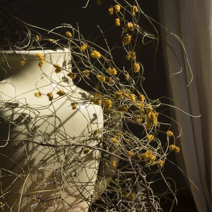 A vintage yellow ceramic jug sits to the right of frame on an antique wooden surface which stretches across the lower third of the image from left to right. The only light source is through an unseen window, to the right of the jug. The window is partly out of frame and partly obscured by a white thick cotton curtain. A shadow runs diagonally through the frame from upper right hand side to lower left, throwing most of the upper left corner of the image into darkness. There are no flowers in the jug, however, long, thin, complex strands of zigzag wattle with small yellow balls of flower are loosely wrapped around the jug, both embracing it and forming an impenetrable barrier around the jug. The strands disappear into the shadow, and small balls of dropped wattle flowers are scattered around the jug.