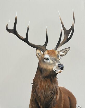 Stag looking at the viewer against a neutral background 