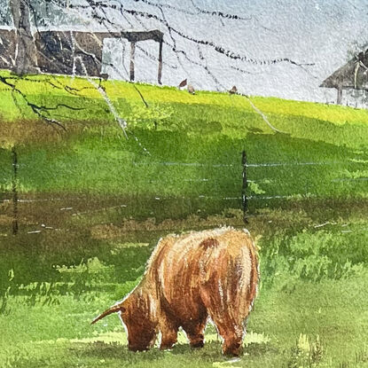 2 Highland cows grazing in a paddock.