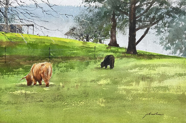 2 Highland cows grazing in a paddock.