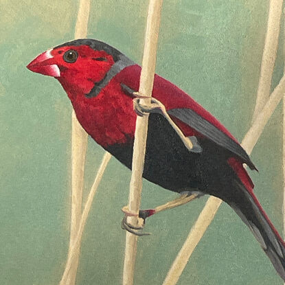 A small red bird (Crimson Finch) balancing on a reed, seen through a circle with a repeating leaf pattern between the circle and it's square frame.