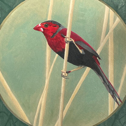 A small red bird (Crimson Finch) balancing on a reed, seen through a circle with a repeating leaf pattern between the circle and it's square frame.