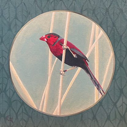 A small red bird (Crimson Finch) balancing on a reed, seen through a circle with a repeating leaf pattern between the circle and it's square frame.