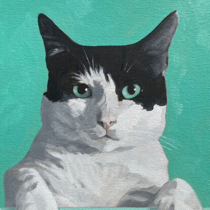 The bust and paws of a black and white cat, looking directly at the viewer, the background matching it's mint-green eyes.