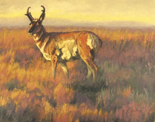 Pronghorn standing in a prairie scene.