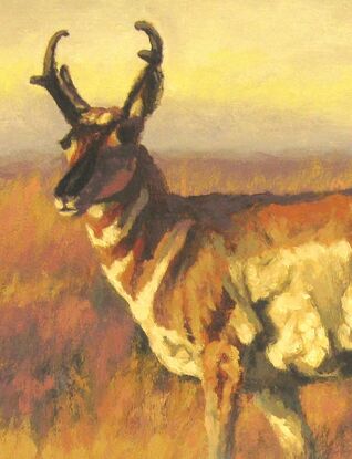 Pronghorn standing in a prairie scene.