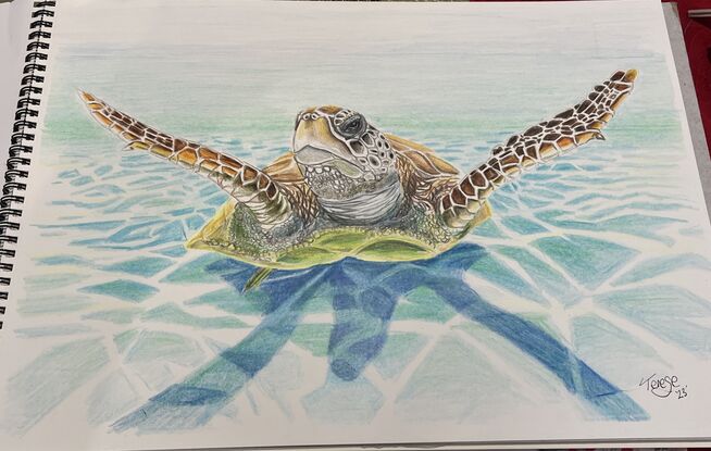 Pencil on paper
Signed on the front.
Windsor & Newton smooth surface 150 gsm A3 paper using Faber Castell goldfaber studio quality pencils.
A curious turtle swimming towards you upfront in shallow clear water