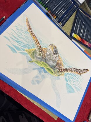 Pencil on paper
Signed on the front.
Windsor & Newton smooth surface 150 gsm A3 paper using Faber Castell goldfaber studio quality pencils.
A curious turtle swimming towards you upfront in shallow clear water