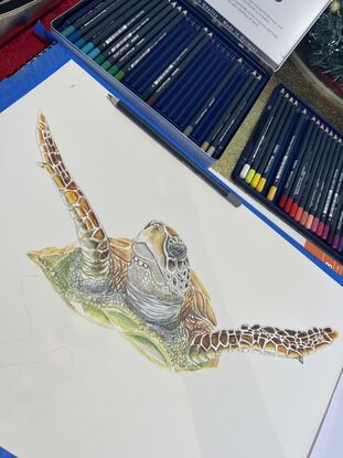 Pencil on paper
Signed on the front.
Windsor & Newton smooth surface 150 gsm A3 paper using Faber Castell goldfaber studio quality pencils.
A curious turtle swimming towards you upfront in shallow clear water