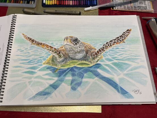 Pencil on paper
Signed on the front.
Windsor & Newton smooth surface 150 gsm A3 paper using Faber Castell goldfaber studio quality pencils.
A curious turtle swimming towards you upfront in shallow clear water