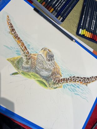 Pencil on paper
Signed on the front.
Windsor & Newton smooth surface 150 gsm A3 paper using Faber Castell goldfaber studio quality pencils.
A curious turtle swimming towards you upfront in shallow clear water