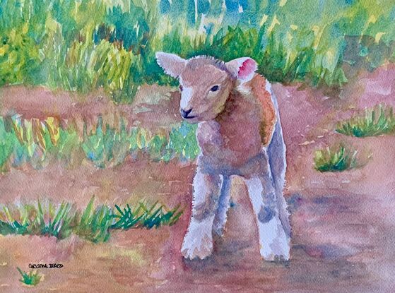  artwork showing a newborn lamb

