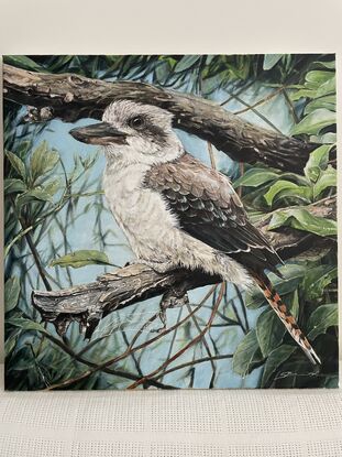 The Kookaburra takes a rest on a broken branch.