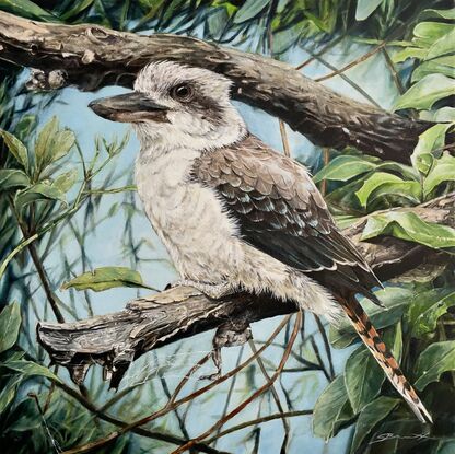 The Kookaburra takes a rest on a broken branch.