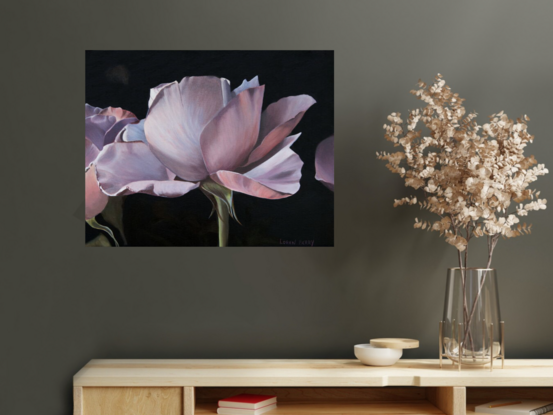 A single Pink Rose on a black background.