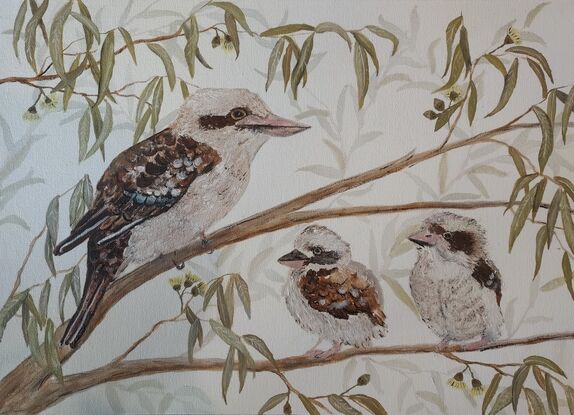 A local family scene of a kookaburra bush family in a gum tree