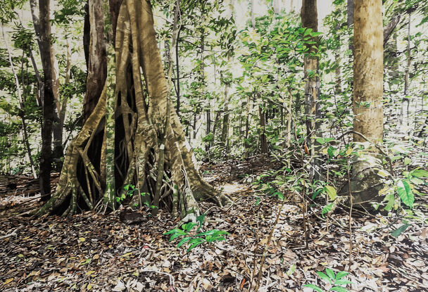 A rainforest scene with a dominating large  buttress fig trunk to the left of the composition and  of a fig surrounded by smaller thin and medium sized green leafy trees.   Nature has strewn the foreground  with a full coverage  of autumn shades of dead leaves.