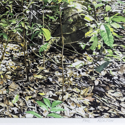 A rainforest scene with a dominating large  buttress fig trunk to the left of the composition and  of a fig surrounded by smaller thin and medium sized green leafy trees.   Nature has strewn the foreground  with a full coverage  of autumn shades of dead leaves.