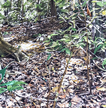 A rainforest scene with a dominating large  buttress fig trunk to the left of the composition and  of a fig surrounded by smaller thin and medium sized green leafy trees.   Nature has strewn the foreground  with a full coverage  of autumn shades of dead leaves.