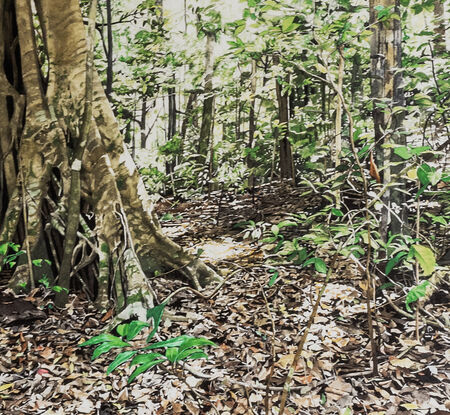 A rainforest scene with a dominating large  buttress fig trunk to the left of the composition and  of a fig surrounded by smaller thin and medium sized green leafy trees.   Nature has strewn the foreground  with a full coverage  of autumn shades of dead leaves.