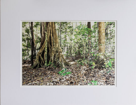 A rainforest scene with a dominating large  buttress fig trunk to the left of the composition and  of a fig surrounded by smaller thin and medium sized green leafy trees.   Nature has strewn the foreground  with a full coverage  of autumn shades of dead leaves.