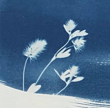 White image of hare's foot clover ion a blue background. It is technically a photo but has the texture of a painting.